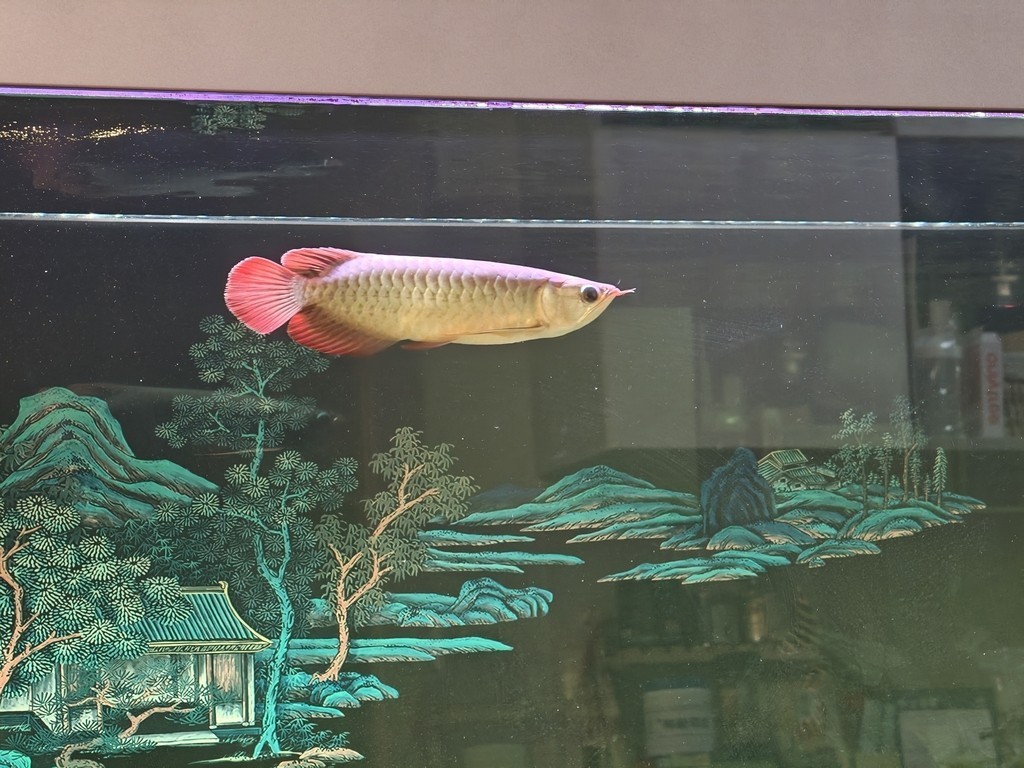 求大佬們幫忙看看這條小紅龍怎么樣