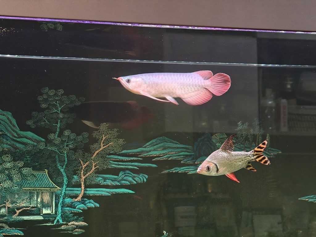 求大佬們幫忙看看這條小紅龍怎么樣