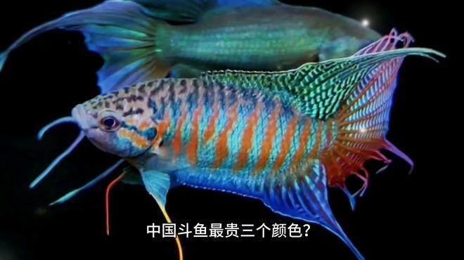 斗魚最不值錢的顏色是什么