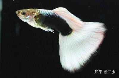 孔雀魚有哪些特殊品種？