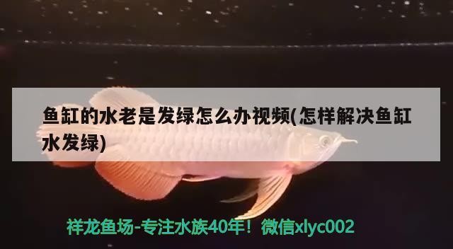 銀龍魚養(yǎng)了四年的銀龍魚被做成清蒸魚，其口味與普通魚有何不同？，養(yǎng)了四年的銀龍魚被做成清蒸魚，其口味與普通魚有何不同？