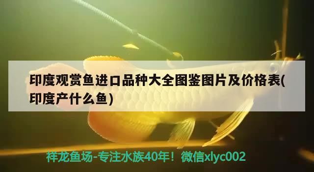 銀龍魚養(yǎng)了四年的銀龍魚被做成清蒸魚，其口味與普通魚有何不同？，養(yǎng)了四年的銀龍魚被做成清蒸魚，其口味與普通魚有何不同？