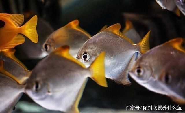 如何檢測魚缸水質(zhì)凈化效果：檢測魚缸水質(zhì)凈化效果