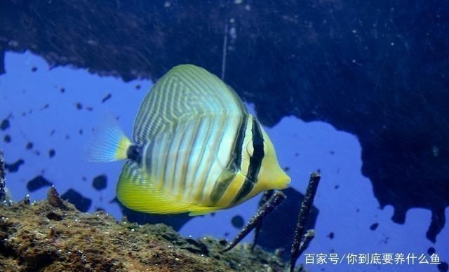 如何檢測魚缸水質凈化效果：檢測魚缸水質凈化效果