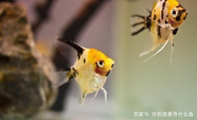 如何檢測魚缸水質(zhì)凈化效果：檢測魚缸水質(zhì)凈化效果