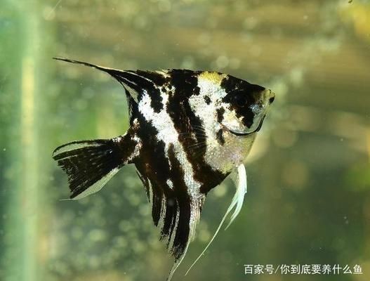 如何檢測魚缸水質凈化效果：檢測魚缸水質凈化效果