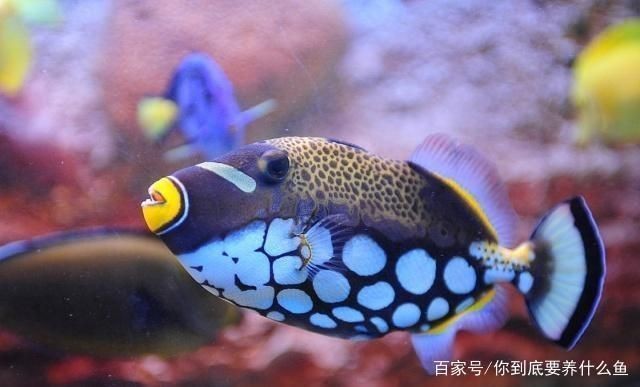 如何檢測魚缸水質凈化效果：檢測魚缸水質凈化效果