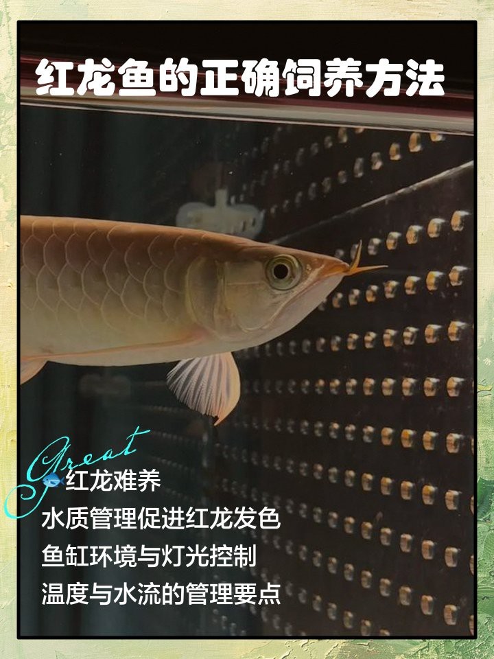 紅龍發色后多久需要換一次水？