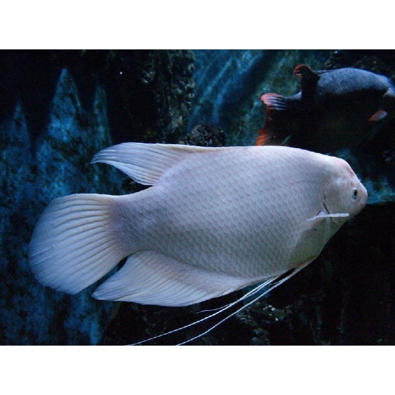 十大招財魚