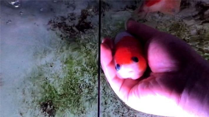 魚缸里的魚甩籽了怎么辦視頻：魚缸里的魚甩籽了怎么辦