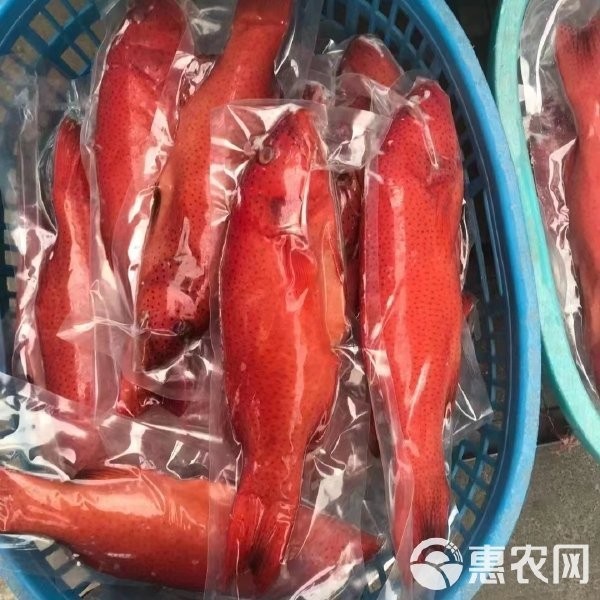 東星斑和藍鰭金槍魚哪個更貴？ 東星斑和藍鰭金槍魚哪個更貴？ 2025長城杯龍魚大賽 第13張