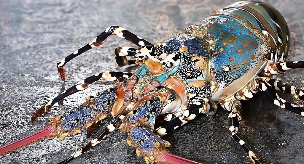 東星斑和藍鰭金槍魚哪個更貴？ 東星斑和藍鰭金槍魚哪個更貴？ 2025長城杯龍魚大賽 第9張
