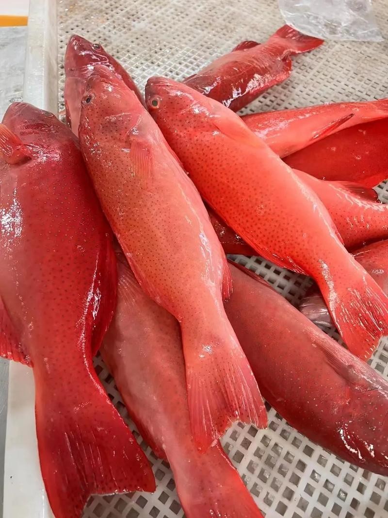 東星斑和藍鰭金槍魚哪個更貴？ 東星斑和藍鰭金槍魚哪個更貴？ 2025長城杯龍魚大賽 第5張