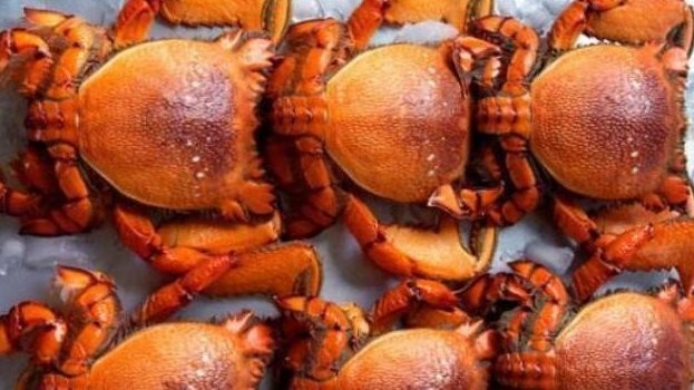 東星斑和藍鰭金槍魚哪個更貴？ 東星斑和藍鰭金槍魚哪個更貴？ 2025長城杯龍魚大賽 第8張