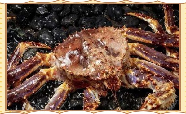 東星斑和藍鰭金槍魚哪個更貴？ 東星斑和藍鰭金槍魚哪個更貴？ 2025長城杯龍魚大賽 第10張