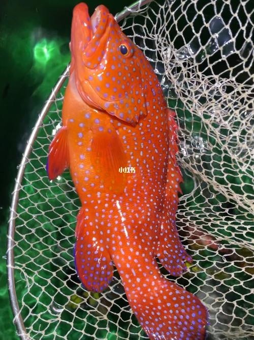 東星斑和藍鰭金槍魚哪個更貴？