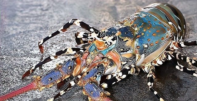 東星斑和藍鰭金槍魚哪個更貴？ 東星斑和藍鰭金槍魚哪個更貴？ 2025長城杯龍魚大賽 第7張