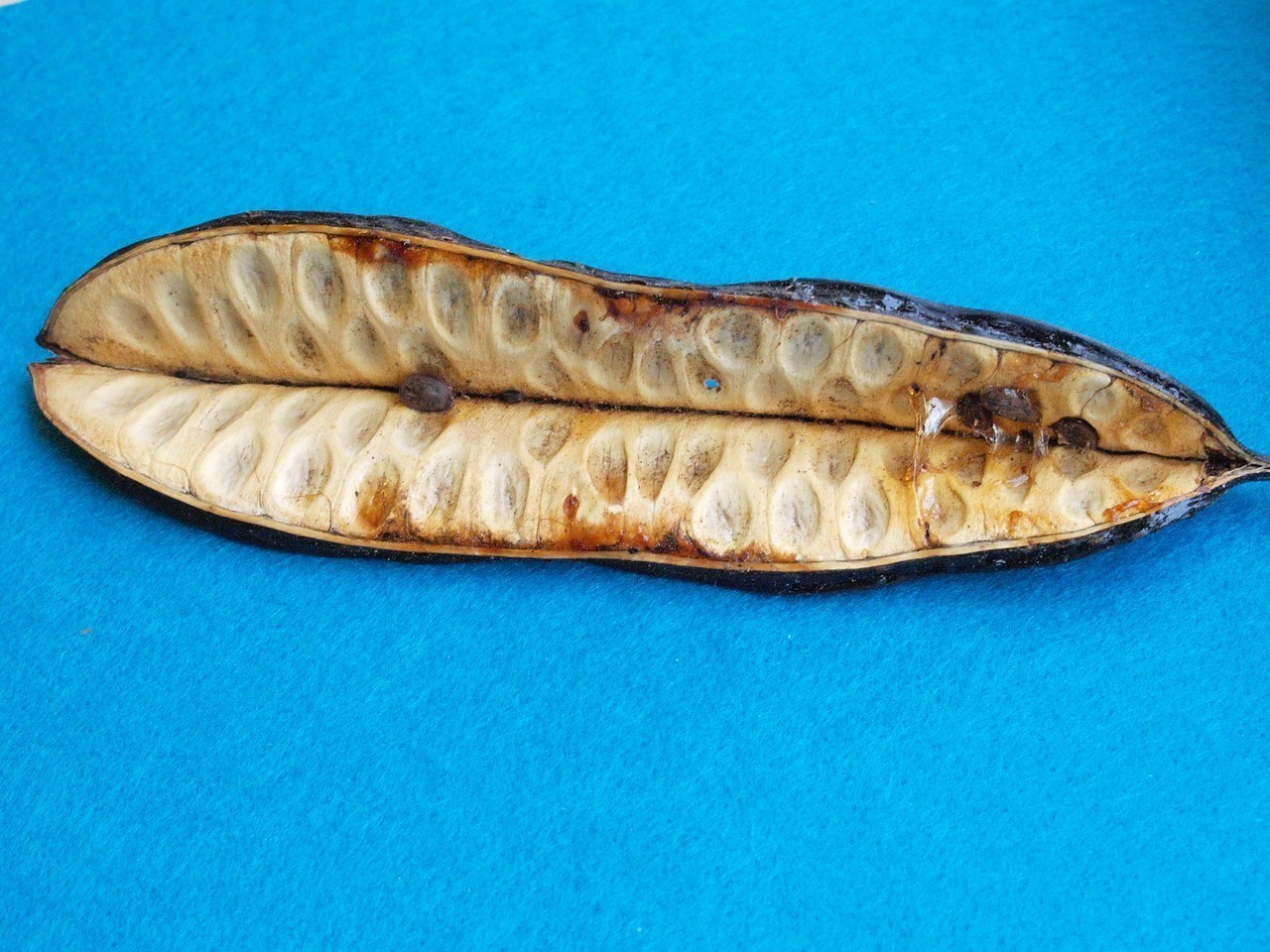 抱珠龍魚最忌三種東西