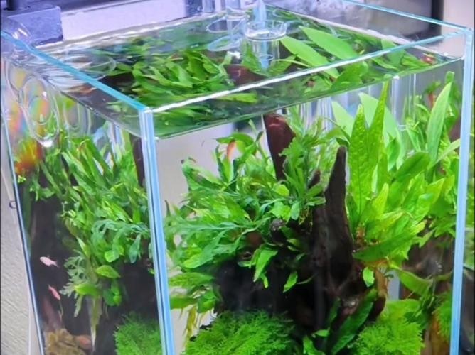 水草造景大賽獲獎作品
