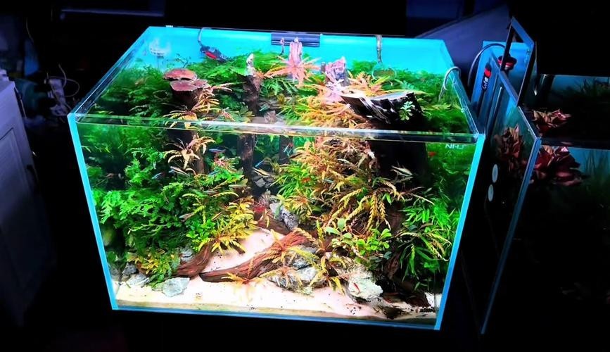 水草造景大賽獲獎作品