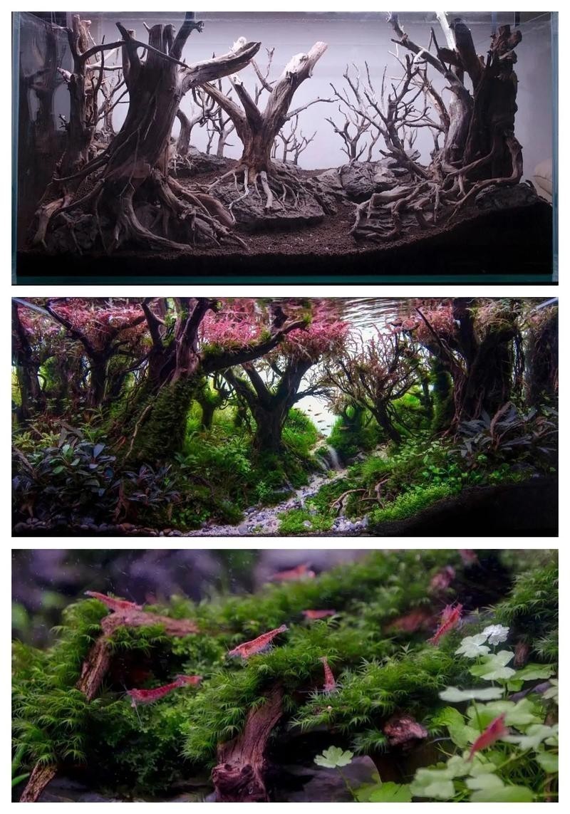水草造景大賽獲獎作品