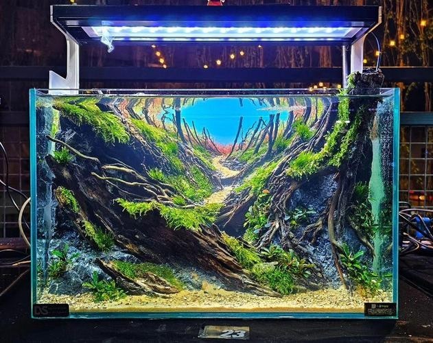 水草造景大賽獲獎作品