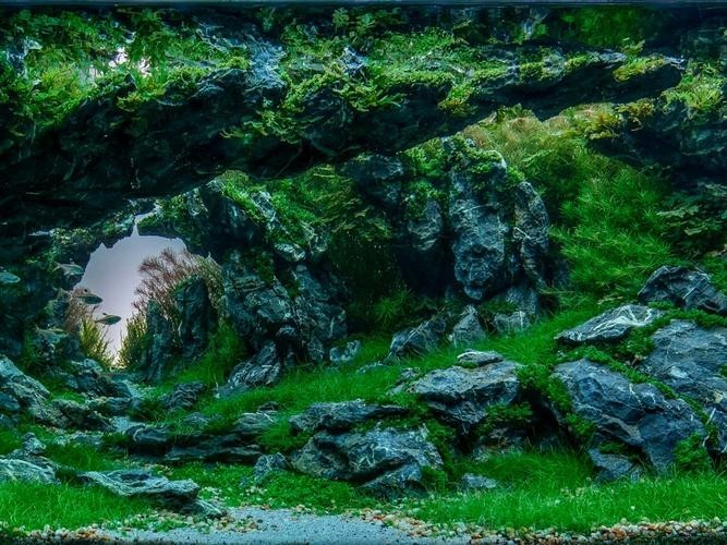 水草造景大賽獲獎作品