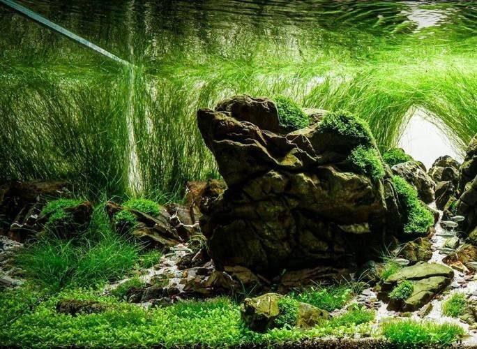 水草造景大賽獲獎作品