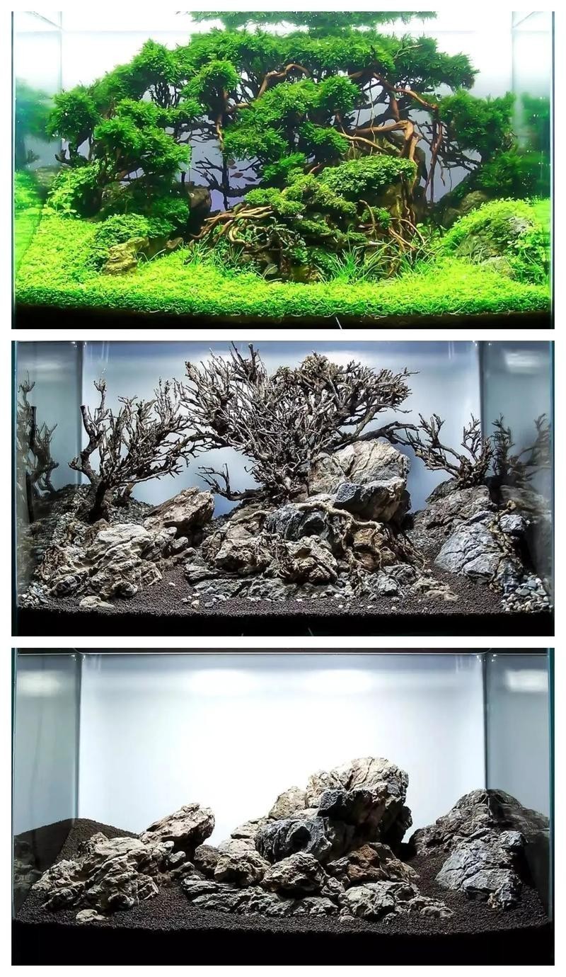 水草造景大賽獲獎作品