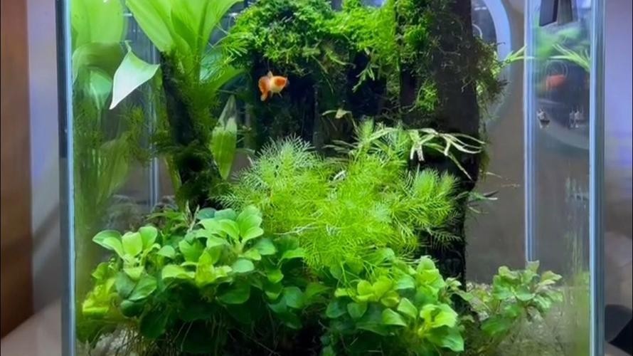 水草造景大賽獲獎作品