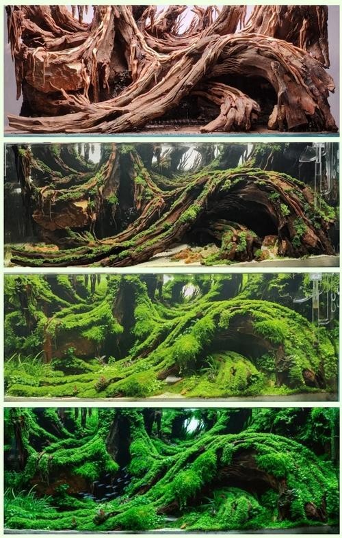 水草造景大賽獲獎作品