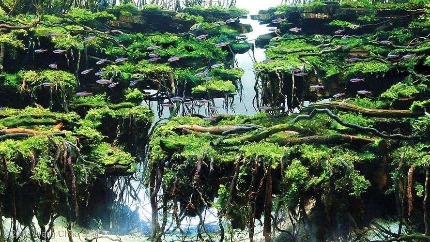 水草造景大賽獲獎作品