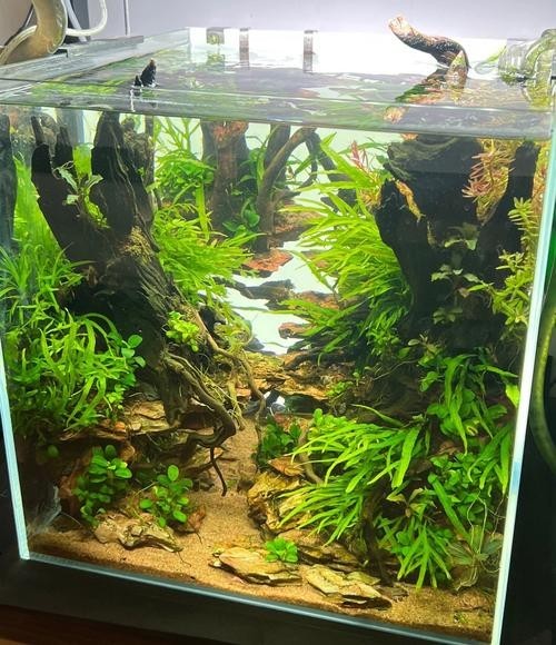 水草造景大賽獲獎作品