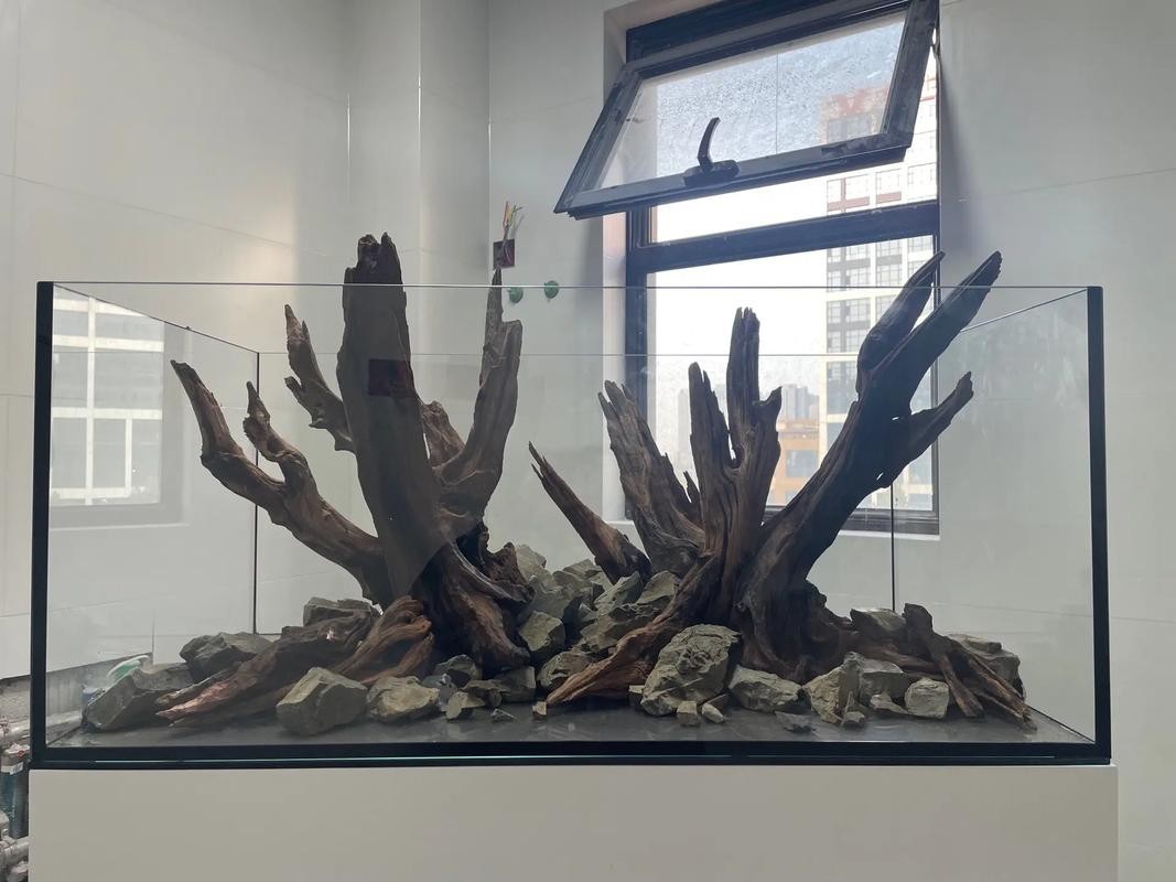 水草造景大賽獲獎作品