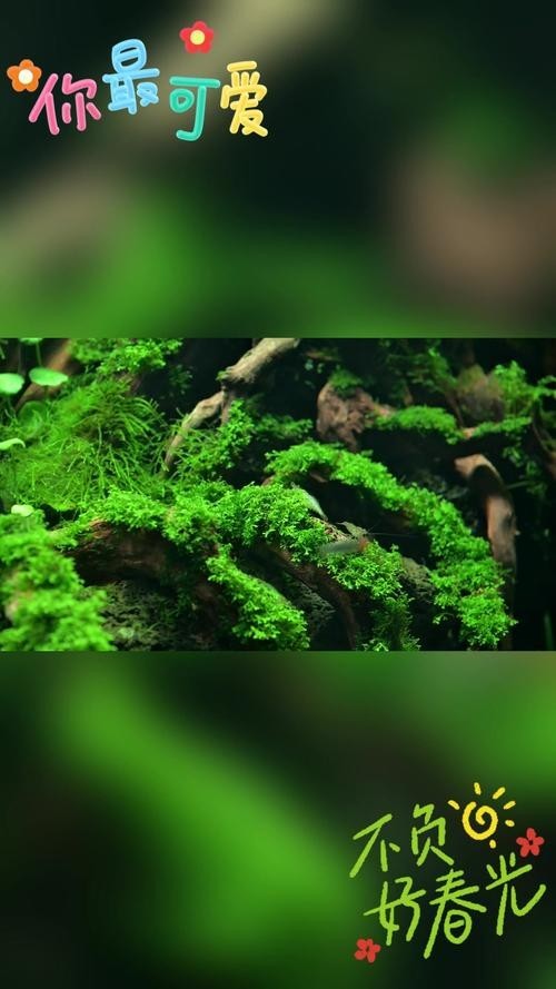 水草造景大賽獲獎作品