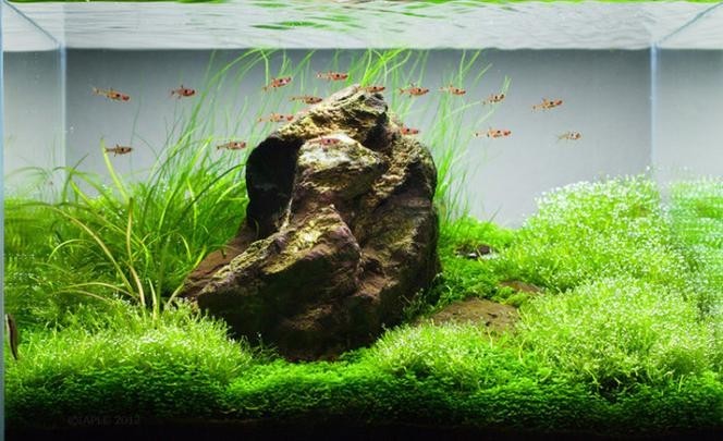 水草造景大賽獲獎作品