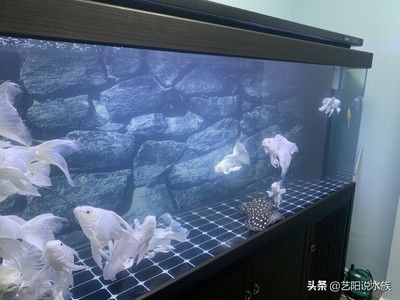 魚(yú)缸水發(fā)白原因（魚(yú)缸水發(fā)白的原因）