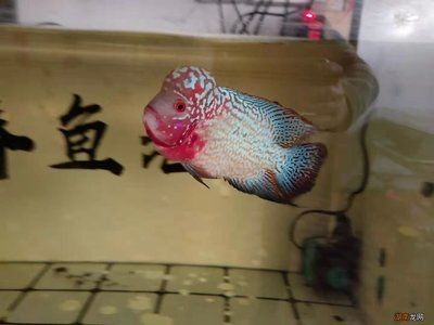 魚(yú)缸水發(fā)白原因（魚(yú)缸水發(fā)白的原因）