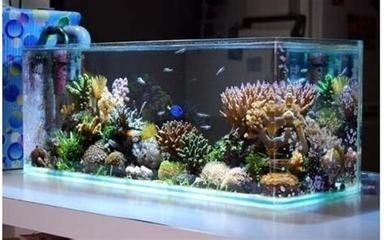 觀賞魚的種類有哪些？：家庭養(yǎng)殖觀賞魚的注意事項