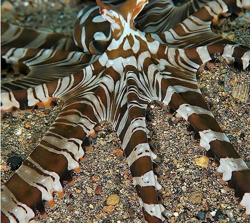 廣東豬鼻子魚和什么魚最配