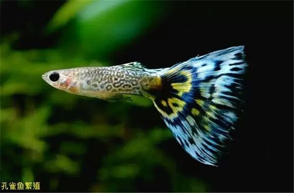 如何參加孔雀魚比賽？