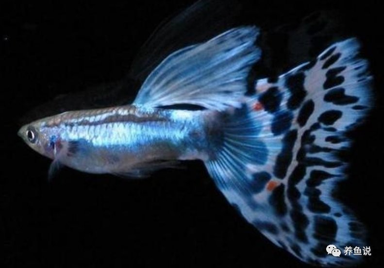如何參加孔雀魚比賽？