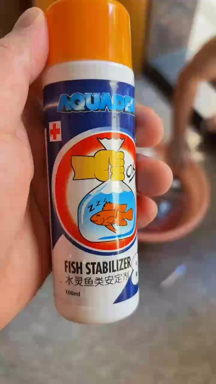 龍魚翻腮手術2