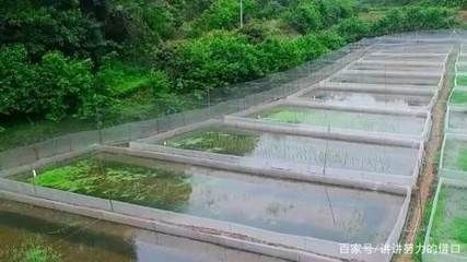 黑魚魚缸養殖技術是一種常見的水產養殖技術的重要手段：黑魚養殖的基本原則