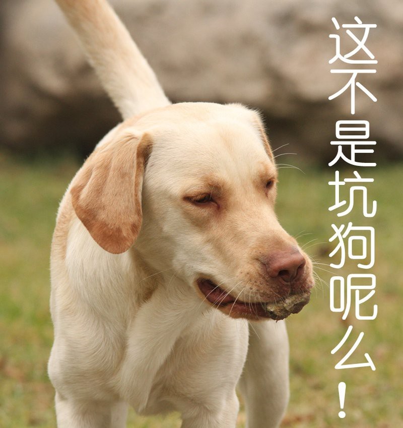 薩伊藍一次喂多少
