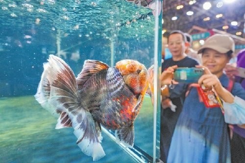 閩侯金魚(yú)在此次大賽中的其他獲獎(jiǎng)情況