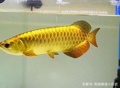 金龍魚出生長至2二十厘米要多久：金龍魚一般多久能長大edu.iask.sina.com