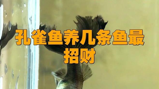 孔雀魚養幾條最好最旺財