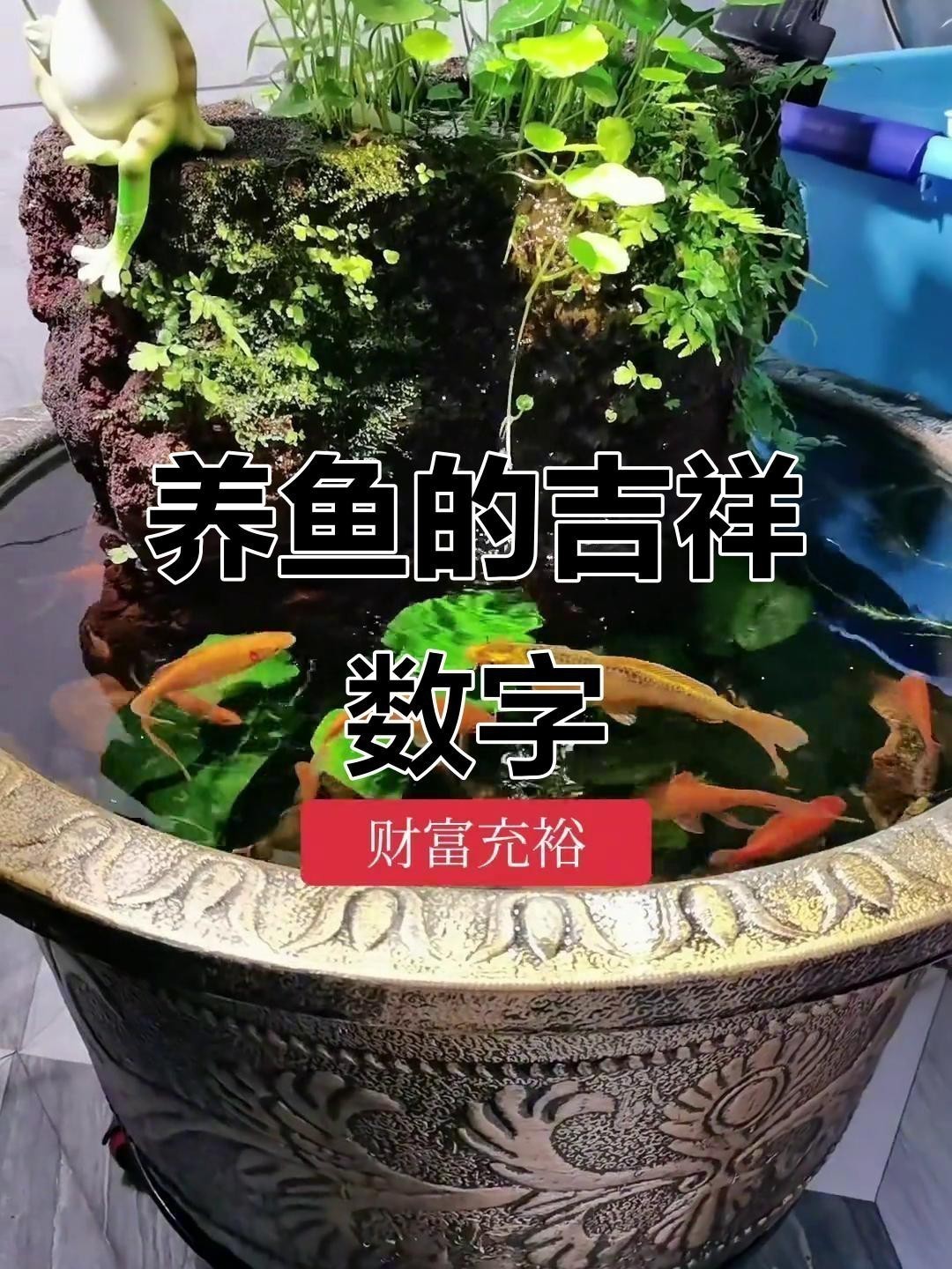 孔雀魚養幾條最好最旺財
