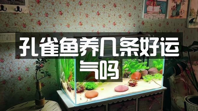 孔雀魚養幾條最好最旺財